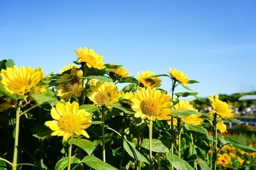 写真　花織り畑に咲くひまわり