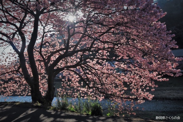 写真：桜の風景部門特選