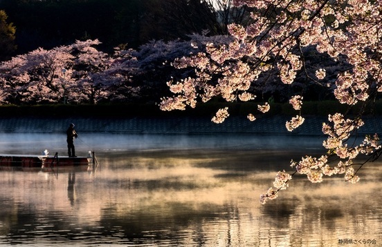 写真：桜の風景部門準特選