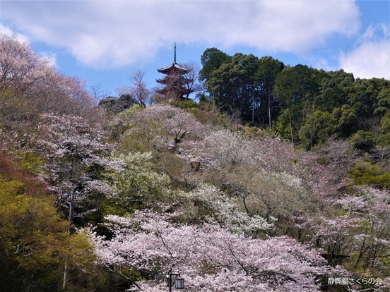 写真：桜の風景部門準特選