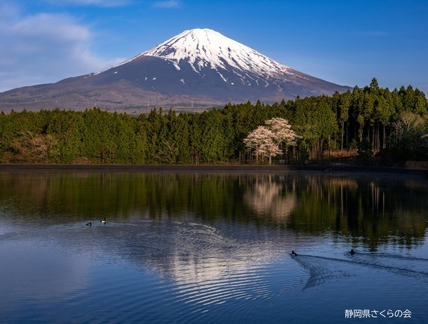 写真：富士山と桜部門特選