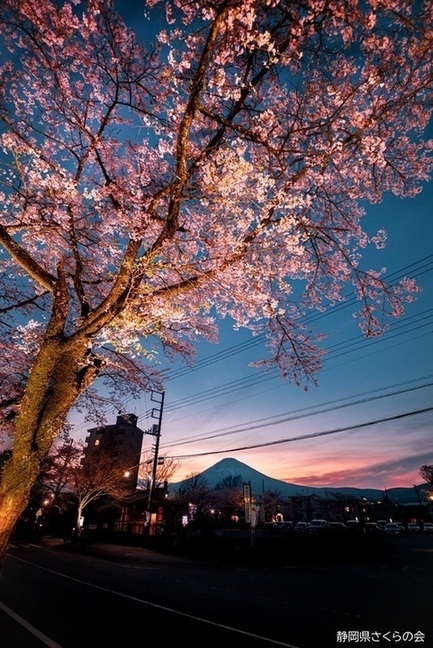 写真：富士山と桜部門準特選