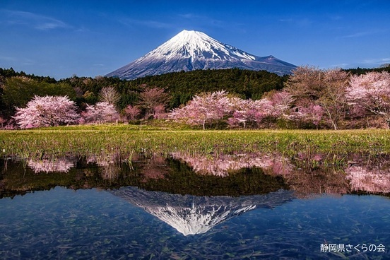 写真：富士山と桜部門準特選