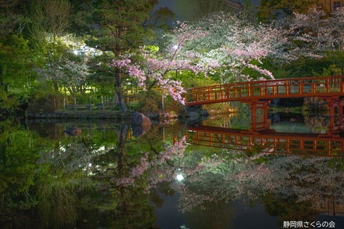 写真：桜の風景部門準入選