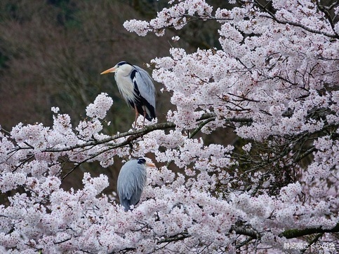 写真：桜の風景部門入選2