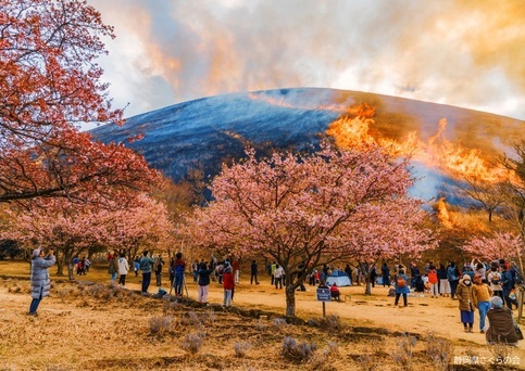 写真：桜の風景部門入選3