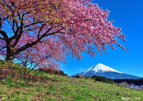 写真：富士山と桜部門入選