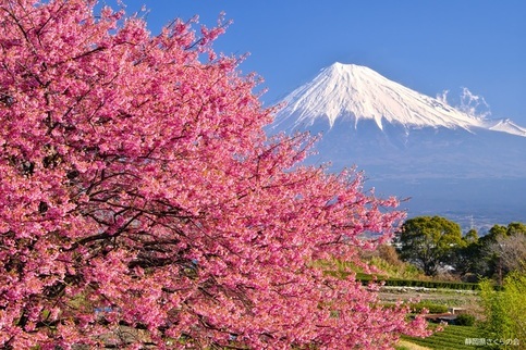 写真：富士山と桜部門入選3