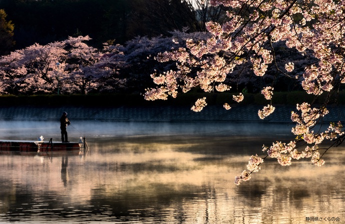 写真：桜の風景部門準特選「冷えた朝」