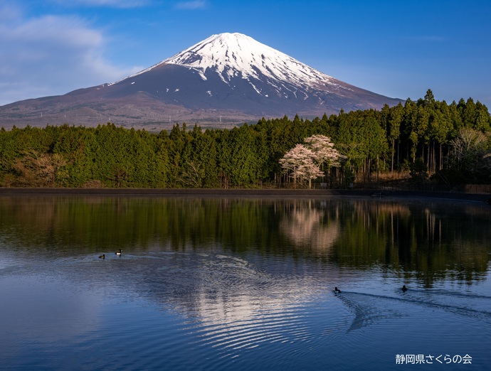 写真：富士山と桜部門特選「湖畔にさく」