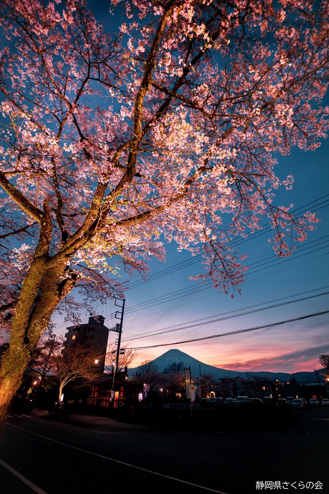 写真：富士山と桜部門準特選「心温まる帰り道」