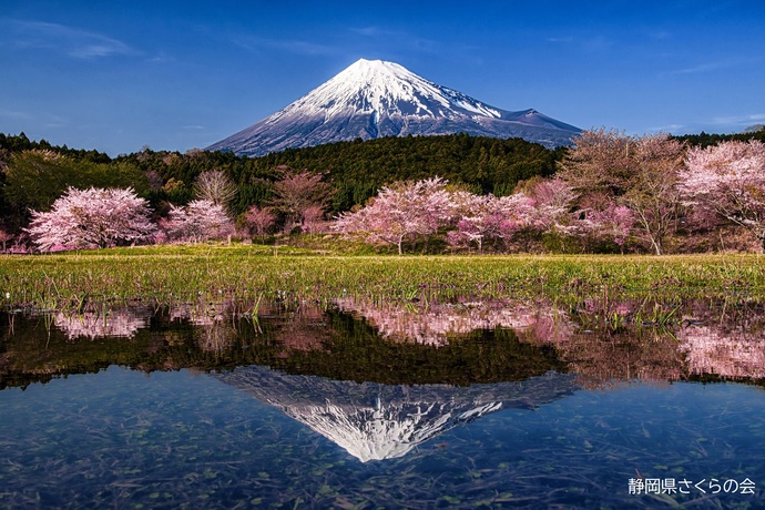 写真：富士山と桜部門準特選「春景を映す」