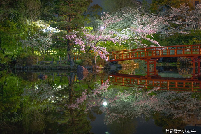 写真：桜の風景部門入選「水鏡（みずかがみ）」