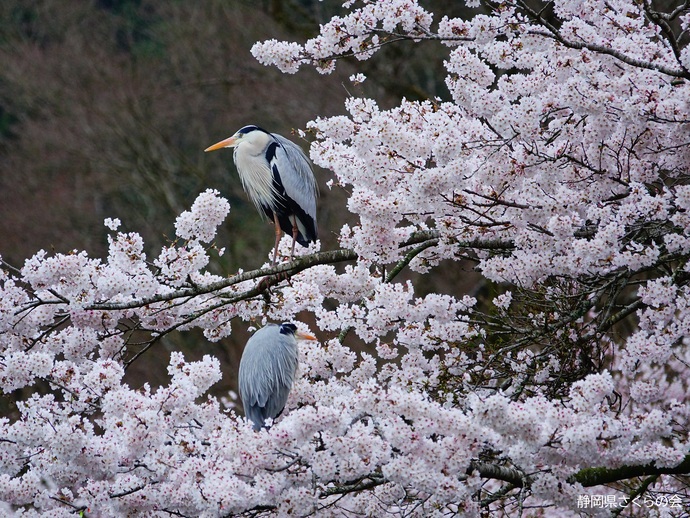 写真：桜の風景部門入選「麗春（れいしゅん）」