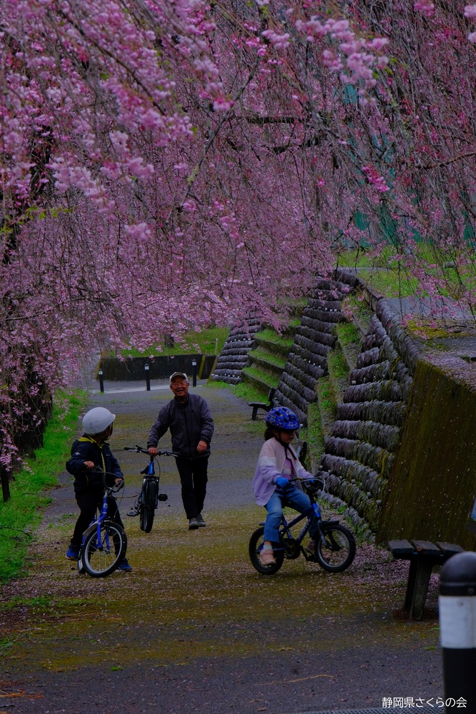 写真：桜の風景部門入選「じいじのお花見」