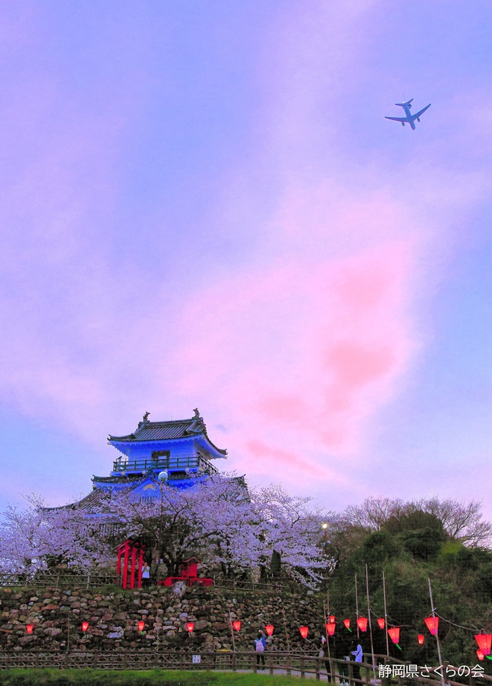 写真：桜の風景部門入選「夕映え」