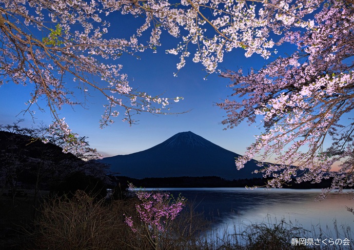 写真：富士山と桜部門入選「春暁の桜」