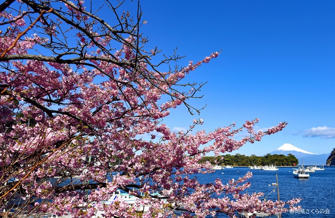 写真：富士山と桜部門入選「春が来た」