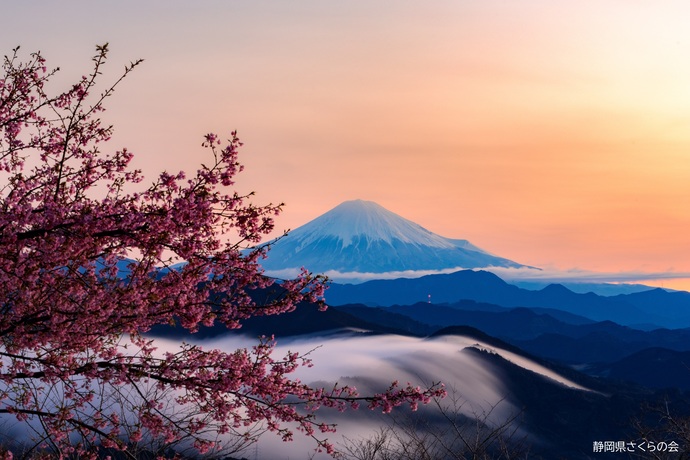 写真：富士山と桜部門入選「春暁」