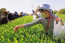 写真：お茶摘み体験（吉田町）