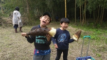 写真：竹林でタケノコ掘り体験（裾野市）