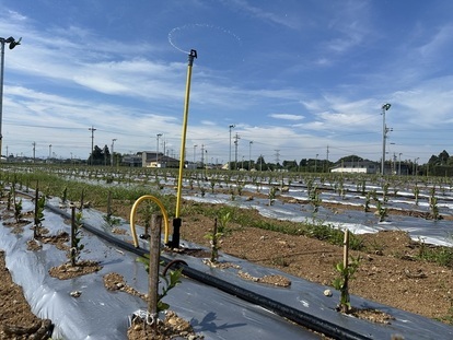 スプリンクラーによる散水の写真