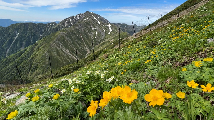 荒川岳方面から見る赤石岳の画像