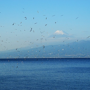 伊豆西海岸　西浦より(11月)富士山