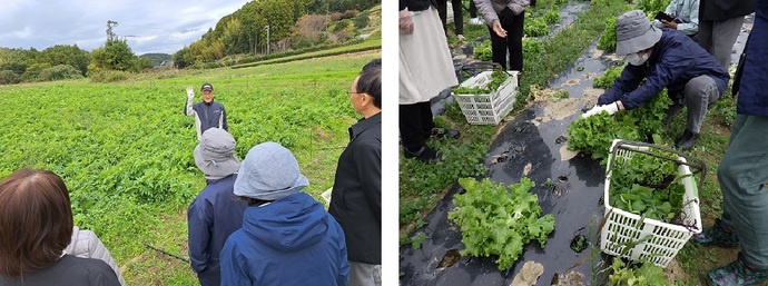 しあわせ野菜畑の写真