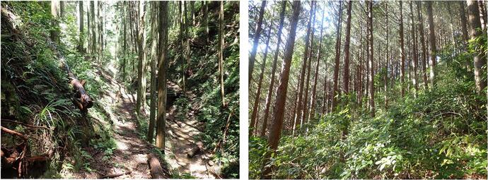 東光寺県有林