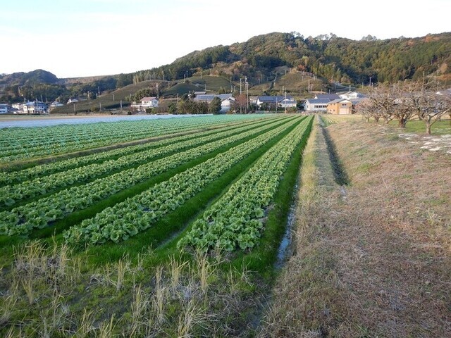 坂部・坂口地区のレタス畑