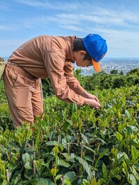 茶摘みの写真