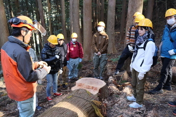 写真：木を伐っている現場を見学