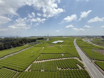 写真4：茶畑ウォーキング in 牧之原台地