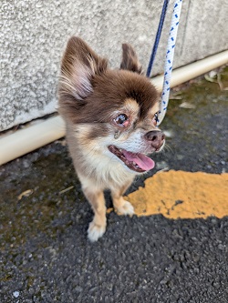 犬写真　2509CD001 正面