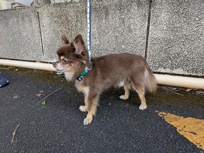 犬写真　2509cd001　横