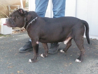 犬写真　2509CD002 横向き