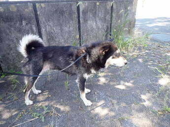 犬写真2509SD001横面