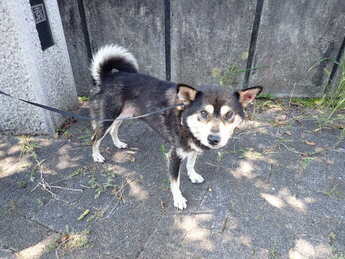 犬写真2509SD001正面