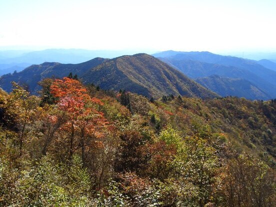 天竜の森の秋