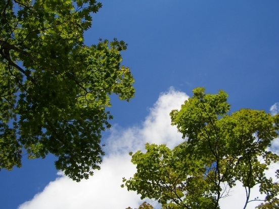 天竜の森の夏