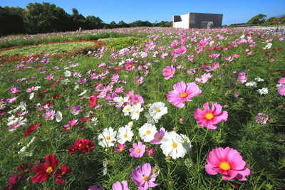 画像：令和6年度静岡県議会だより写真コンクール「秋の部」入選作品「秋桜のある風景」