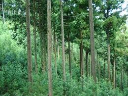 写真：秋葉山