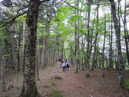 写真：県民の森
