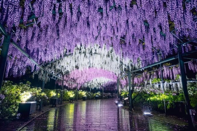 最優秀賞 はままつフラワーパーク