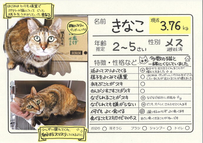 きなこ