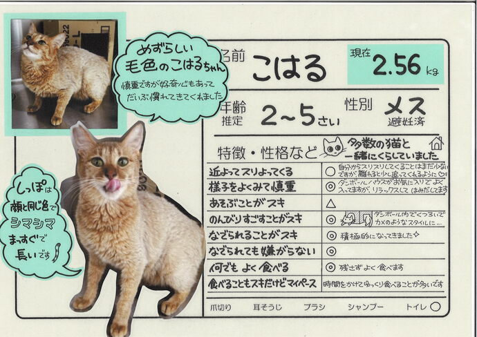 こはる