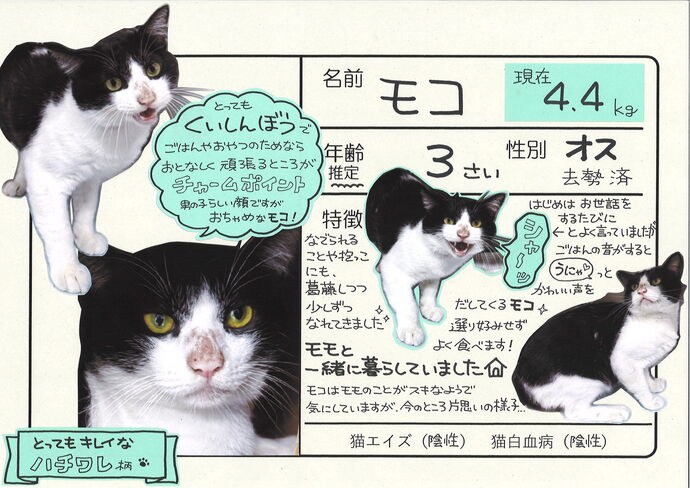 もこ(外部リンク・新しいウィンドウで開きます)