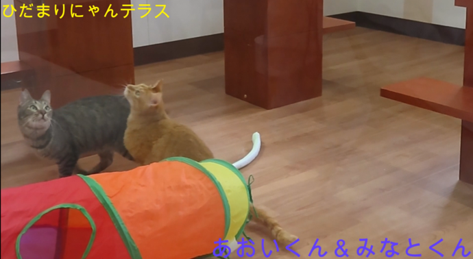 ひだまりにゃんテラス(外部リンク・新しいウィンドウで開きます)