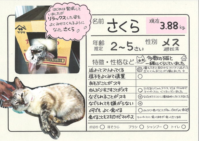 さくら